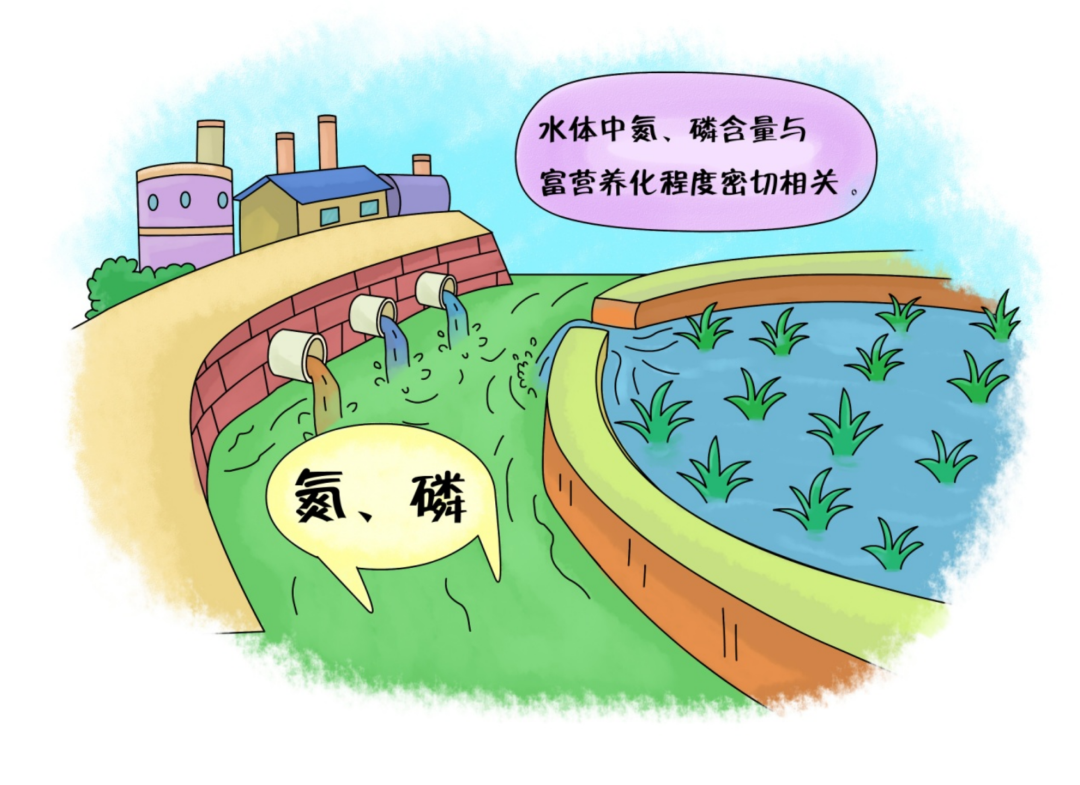 如何減少水體中氮、磷污染的含量