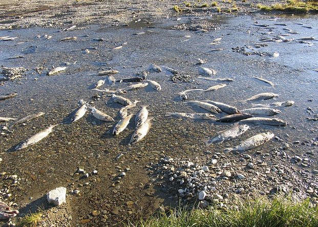 ?氨氮檢測儀四大核心應用領域