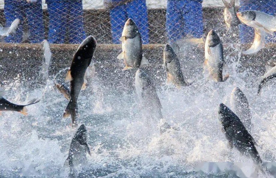 水產(chǎn)養(yǎng)殖戶必知！水質(zhì)常規(guī)檢測項目全解析