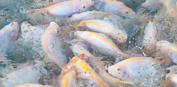 水產養(yǎng)殖戶需要注意水質的哪些變化？